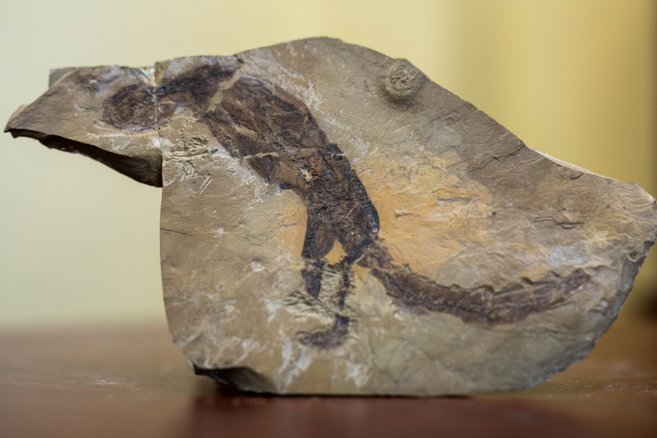 Rare lizard fossil now on display at Mines Museum of Earth Science
