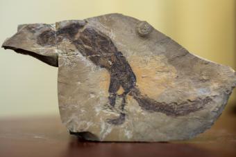 Rare lizard fossil
