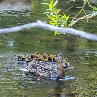 Duck with ducklings