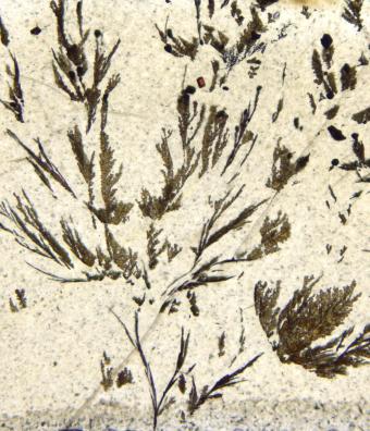 Close up image of ore mineral dendrite