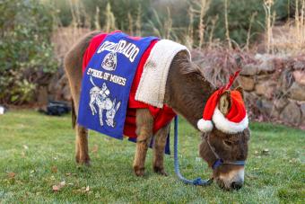 Pepsi the burro eating grass dressed in santa hat