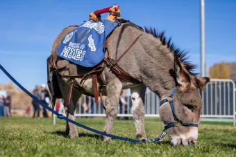 Winkie the burro eating grass at Marv Kay Stadium