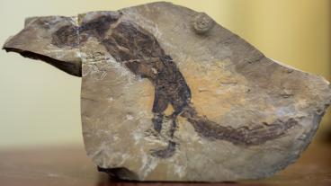 Rare lizard fossil