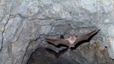 Bat flying in cave