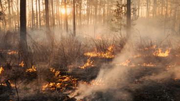 Forest fire stock image