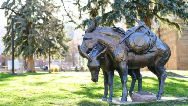 Burro statue in the fall light