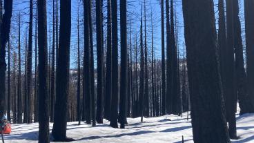 burned forest