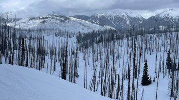 burned forest