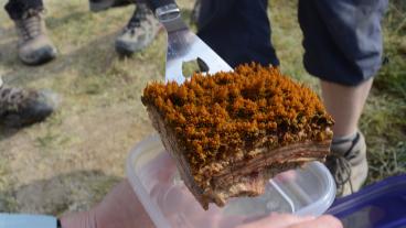 Scientists extract a sample of the tree-like structures in a California hot spring built by microbes.