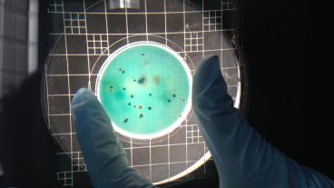 Total coliforms and ecoli from drinking water samples. (photo credit: Erin Neil)